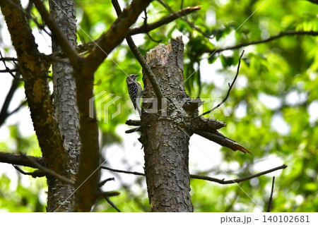 コゲラの巣 コゲラの巣 140102681