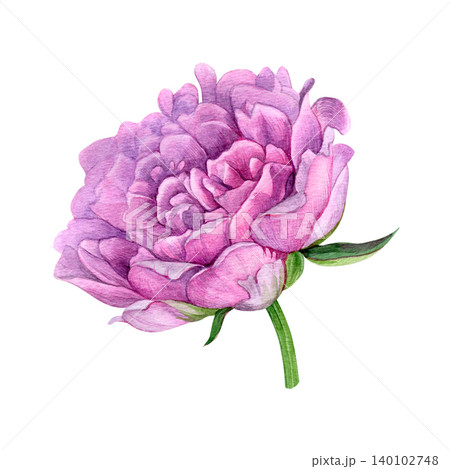 Watercolor of pink peony head. Hand-painted summer flower on a white background. Good for postcards, invitations, greeting cards Watercolor of pink peony head. Hand-painted summer flower on a white background. Good for postcards, invitations, greeting cards 140102748