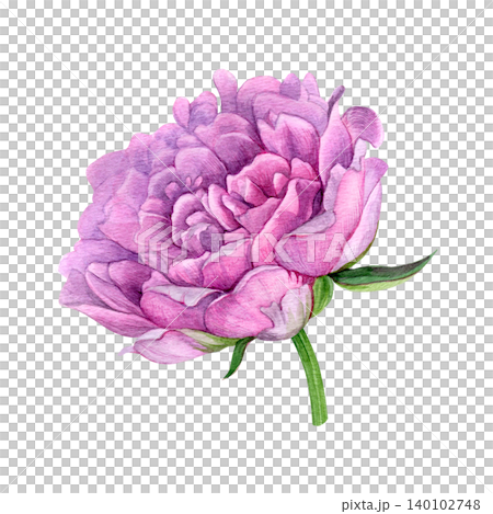 Watercolor of pink peony head. Hand-painted summer flower on a white background. Good for postcards, invitations, greeting cards Watercolor of pink peony head. Hand-painted summer flower on a white background. Good for postcards, invitations, greeting cards 140102748