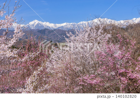 長野県長野市信更町三水 仁王山長勝寺境内のベニシダレ桜やソメイヨシノと冠雪の北アルプスの景色 長野県長野市信更町三水 仁王山長勝寺境内のベニシダレ桜やソメイヨシノと冠雪の北アルプスの景色 140102820