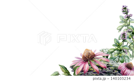 Echinacea, thyme and mint herbs watercolor illustration template. Corner floral border with copy space for organic health immunity pharmacy branding, medical wellness web banner, 16:9 format 140103234
