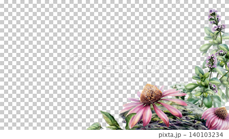 Echinacea, thyme and mint herbs watercolor illustration template. Corner floral border with copy space for organic health immunity pharmacy branding, medical wellness web banner, 16:9 format 140103234