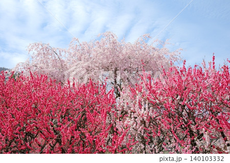 青空と桜と満開の花桃 青空と桜と満開の花桃 140103332