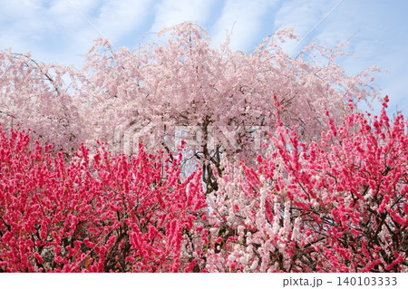 そびえる桜と満開の花桃 140103333