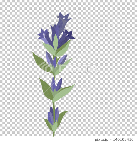 手描きの花のイラスト　リンドウ 140103416