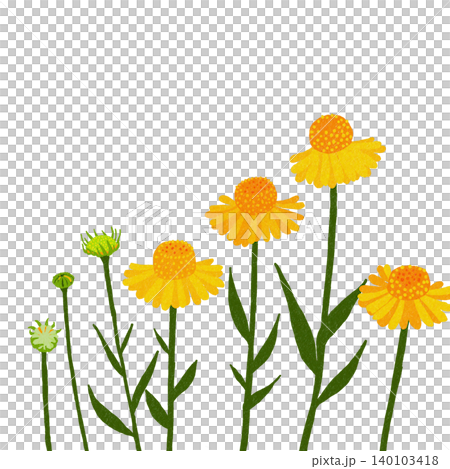 Hand-drawn flower illustration: Helenium Hand-drawn flower illustration: Helenium 140103418