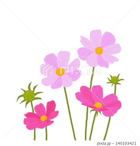 手描きの花のイラスト　コスモス 140103421