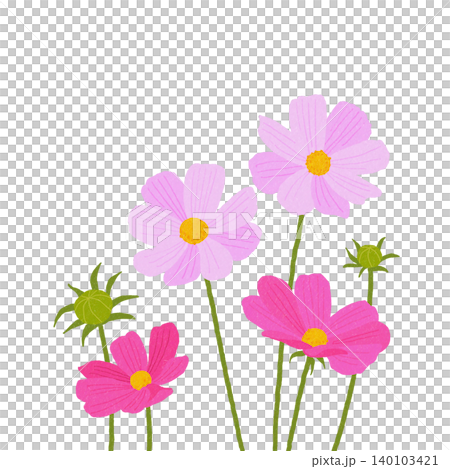 手描きの花のイラスト　コスモス 140103421