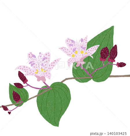 手描きの花のイラスト ホトトギス 手描きの花のイラスト ホトトギス 140103425