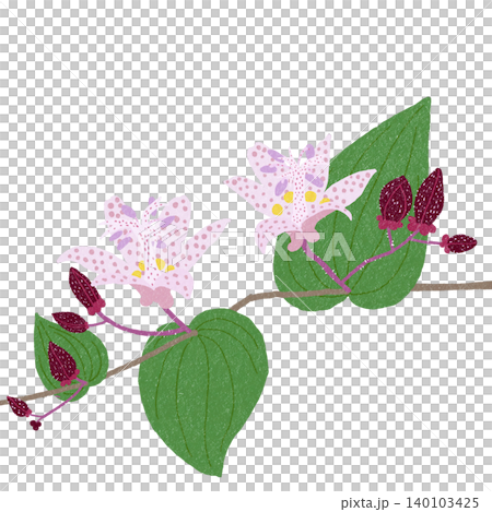 手描きの花のイラスト ホトトギス 手描きの花のイラスト ホトトギス 140103425
