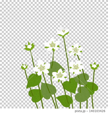 Hand-drawn flower illustration: Plum blossom 140103426