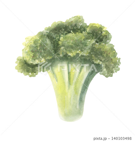 Fresh broccoli florets. Hand-painted watercolor illustration isolated on white. Perfect for healthy food branding, recipe books, nutrition guides, menus, wellness blogs, organic product design 140103498