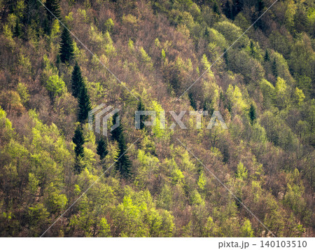 Spring forest bursts with new green hues Spring forest bursts with new green hues 140103510