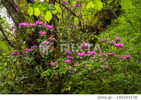 Wet rhododendron forest. Vibrant purple blooms glow through green forest Wet rhododendron forest. Vibrant purple blooms glow through green forest 140103536