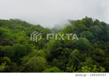 Dense forest shrouded in fog. Misty clouds drift above dense forest canopy 140103537