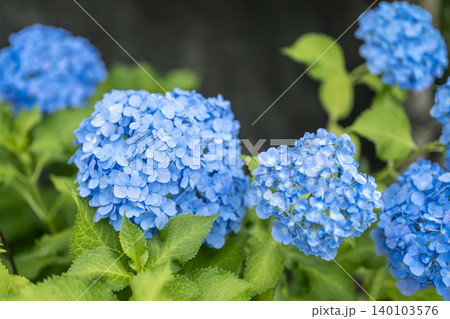 紫陽花 アジサイ 青色 花 梅雨 初夏 6月 【神奈川県 藤沢市】 紫陽花 アジサイ 青色 花 梅雨 初夏 6月 【神奈川県 藤沢市】 140103576