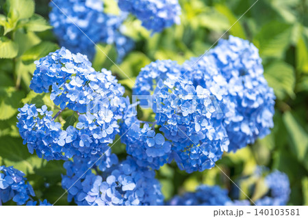 紫陽花 アジサイ 青色 花 梅雨 初夏 6月 【神奈川県 藤沢市】 紫陽花 アジサイ 青色 花 梅雨 初夏 6月 【神奈川県 藤沢市】 140103581
