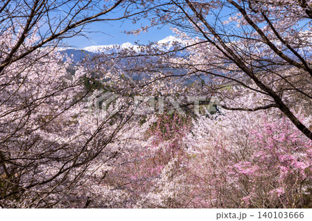 長野県長野市信更町三水 仁王山長勝寺境内のベニシダレ桜やソメイヨシノ、八重桜などと冠雪の北アルプス 長野県長野市信更町三水 仁王山長勝寺境内のベニシダレ桜やソメイヨシノ、八重桜などと冠雪の北アルプス 140103666
