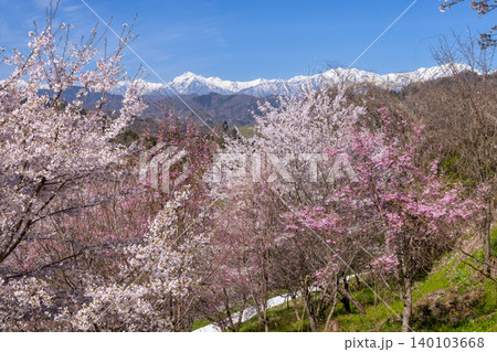 長野県長野市信更町三水 仁王山長勝寺境内のベニシダレ桜やソメイヨシノ、八重桜などと冠雪の北アルプス 長野県長野市信更町三水 仁王山長勝寺境内のベニシダレ桜やソメイヨシノ、八重桜などと冠雪の北アルプス 140103668