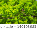 緑の背景を横切る飛翔中のツバメ 140103683