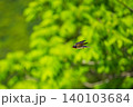 新緑を背景に飛翔するツバメ 140103684