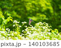 ツバメが白い花の上を飛ぶ風景 140103685