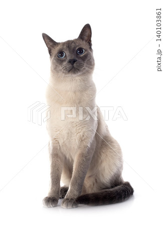 Siamese Cat Siamese Cat 140103861