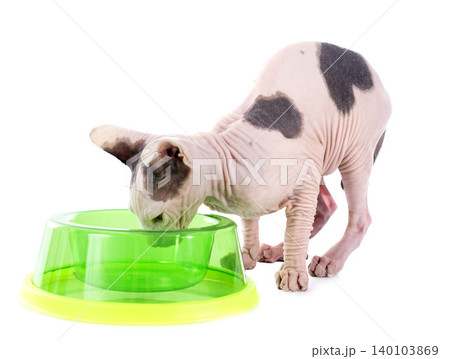 eating Sphynx Hairless Cat eating Sphynx Hairless Cat 140103869