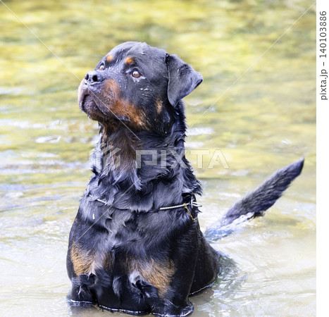 rottweiler swimming in river rottweiler swimming in river 140103886