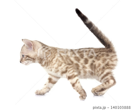 bengal kitten in studio 140103888