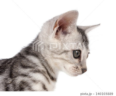 bengal kitten in studio bengal kitten in studio 140103889