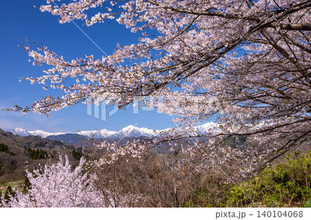 長野県長野市信更町三水　ベニシダレ桜やソメイヨシノが咲く仁王山長勝寺境内と冠雪の北アルプスの景色 140104068