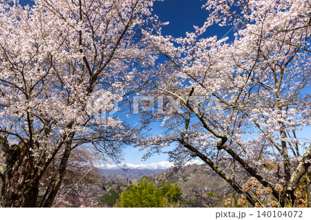 長野県長野市信更町三水 ベニシダレ桜やソメイヨシノが咲く仁王山長勝寺境内と冠雪の北アルプスの景色 長野県長野市信更町三水 ベニシダレ桜やソメイヨシノが咲く仁王山長勝寺境内と冠雪の北アルプスの景色 140104072