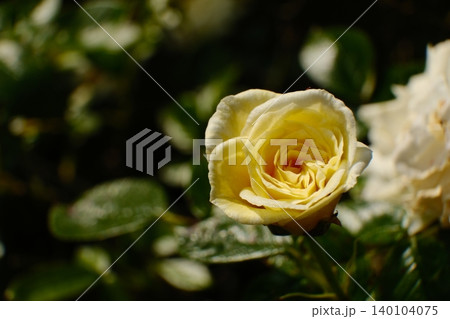 close up of a yellow rose close up of a yellow rose 140104075