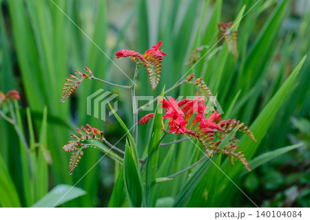 red flower in nature red flower in nature 140104084