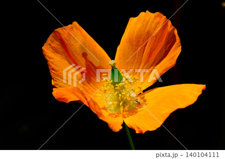 yellow flower on a bright yellow flower yellow flower on a bright yellow flower 140104111