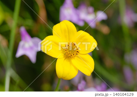 closeup of wild flowers in a meadow closeup of wild flowers in a meadow 140104129
