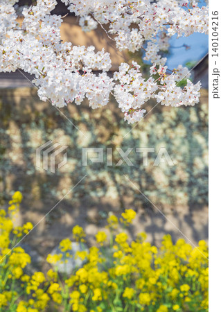 春の二重奏 満開の桜と菜の花 春の二重奏 満開の桜と菜の花 140104216