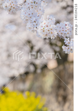 春の二重奏 満開の桜と菜の花 春の二重奏 満開の桜と菜の花 140104218