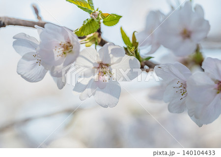 満開の桜 140104433