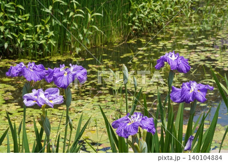 堀切菖蒲園の池に咲く紫の花菖蒲と水面に広がる睡蓮の葉 堀切菖蒲園の池に咲く紫の花菖蒲と水面に広がる睡蓮の葉 140104884