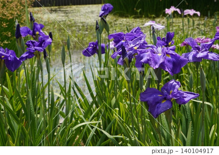 堀切菖蒲園の池を背景に咲く深紫色の花菖蒲の群生 堀切菖蒲園の池を背景に咲く深紫色の花菖蒲の群生 140104917