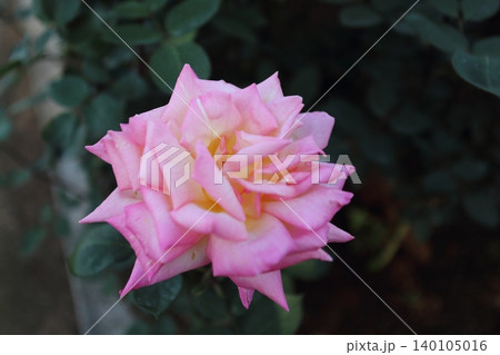 荒尾市　おもやい市民花壇　バラの花、 140105016