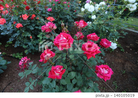荒尾市 おもやい市民花壇 バラの花、 荒尾市 おもやい市民花壇 バラの花、 140105019
