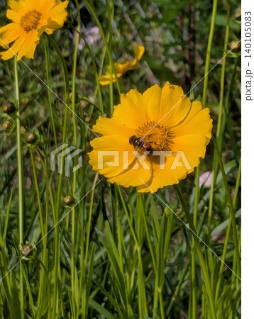 初夏の野原に咲く黄色い花と蜜を集める昆虫 初夏の野原に咲く黄色い花と蜜を集める昆虫 140105083