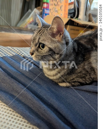 猫の香箱座り(リラックスしている状態のペットの生態) 猫の香箱座り(リラックスしている状態のペットの生態) 140105084