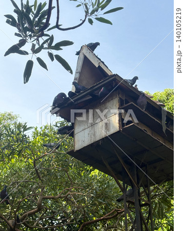 Pigeons perched on rustic wooden birdhouse in lush outdoor garden with birdhouse Pigeons perched on rustic wooden birdhouse in lush outdoor garden with birdhouse 140105219