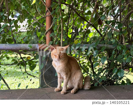 Cute ginger cat sitting on stone ledge in garden with concrete, domestic 140105221