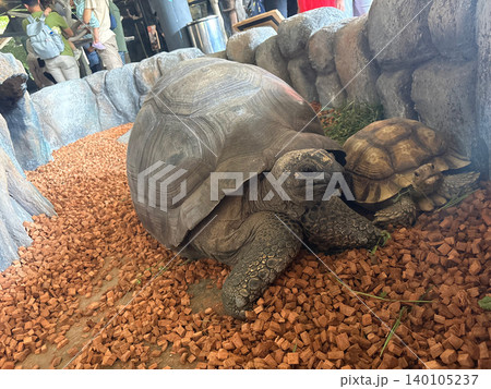 Large giant tortoise resting in enclosure with tortoise wildlife creature Large giant tortoise resting in enclosure with tortoise wildlife creature 140105237