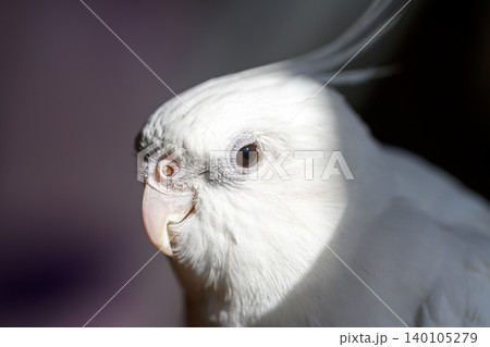 オカメインコ 140105279